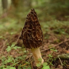 Solid Ground - RenLo X BAQI X ASIX - Prod. Young Lorax