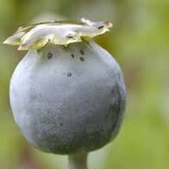 Refinated opium