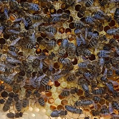 Inside The Bee Hive