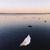 Artwork for Swans are Flying Away