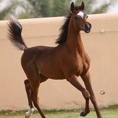 مهرة العـام - ميحد حمد