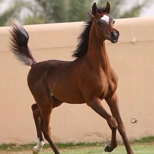 مهرة العـام - ميحد حمد