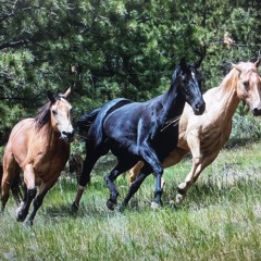 Wild Horses
