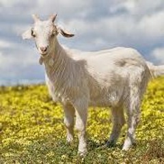 hot head "money letters" prod by. *hothead*