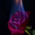 Artwork for Burnt Roses