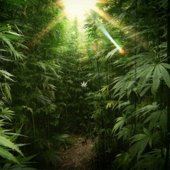 Calico - 'Jungle Re-Up' Mixtape