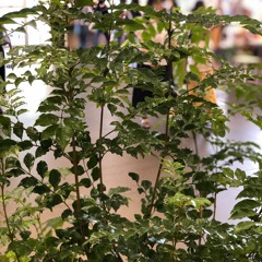 new oleans 〜 gotanda 〜 oosaki