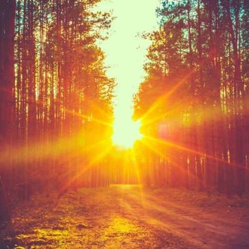 Bathed In Sunlight