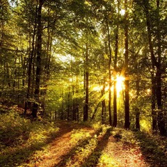 MANIONIC - DEEP WOOD.NO MASTERING.