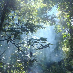Rainfall In Eden's Garden