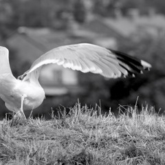 RÅÅ - Närö(Gone North Remix)