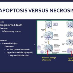Becker-Weilitz MVU Patho Exam 1 Review