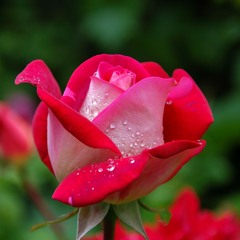 KISSING A ROSE