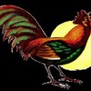 quot EL GALLO MADRUGADOR quot - DoctorePollo Tono Celular quot EL GALLO MADRUGADOR quot - DoctorePollo Tono Celular