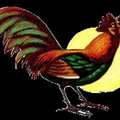 "EL GALLO MADRUGADOR" - DoctorePollo (Tono Celular)