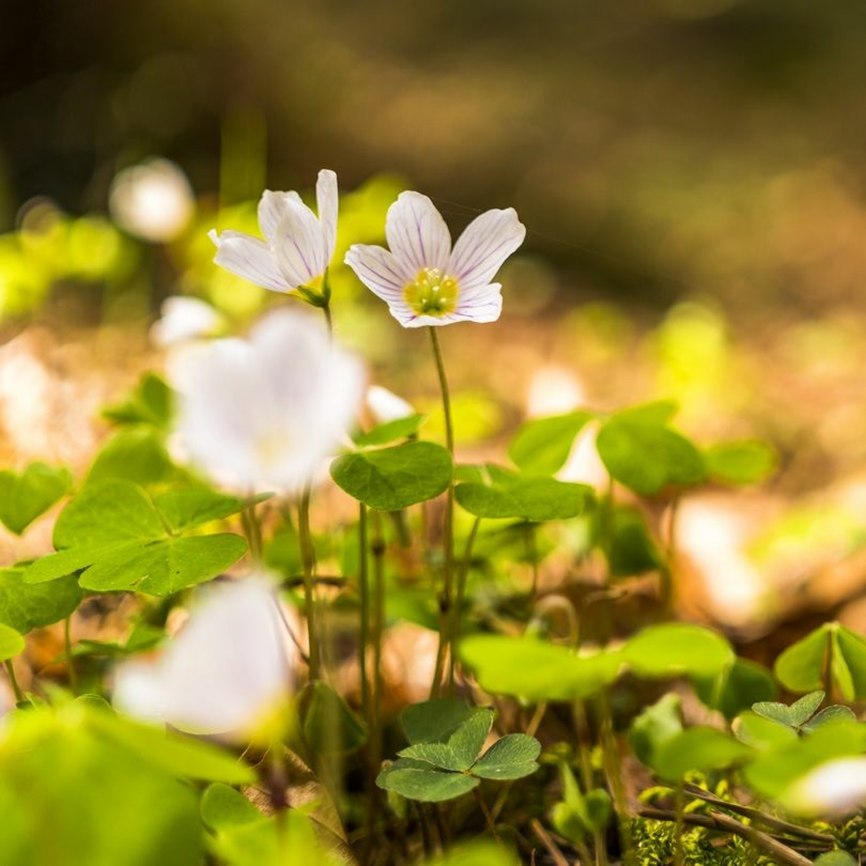 Natural Meditation podcast