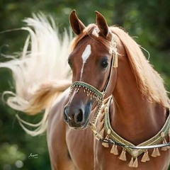 ريما خشيش - انا هنا يابن الحلال