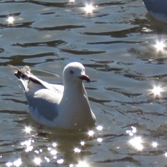 And Your Bird Can Sing (The Beatles )