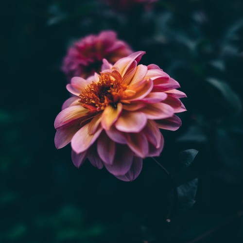 Falling Flowers (feat. Marck)