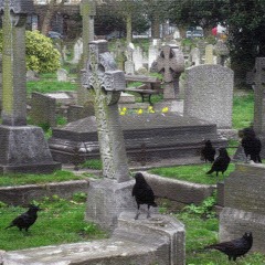 Crows On My Grave