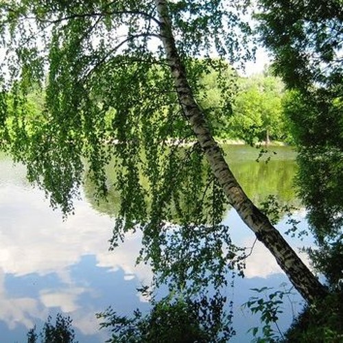 береза повислая, родина. березы склонились. березы склонились. березы на пригорке. плакучая береза.