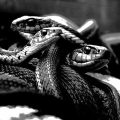 Alacrity -$nakes