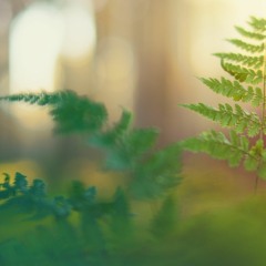 ambient