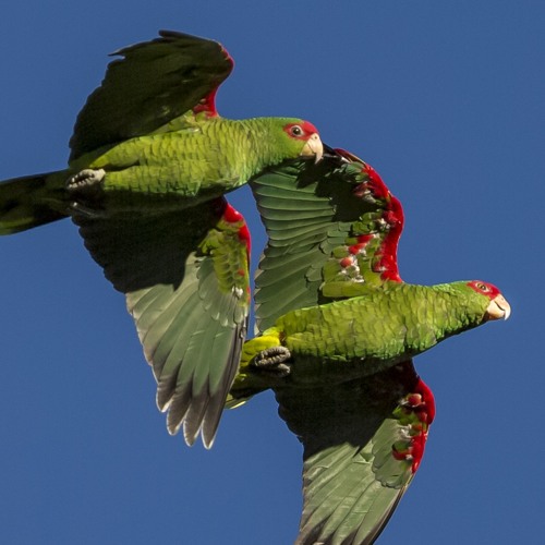 Papagaio-charão (Amazona pretrei)