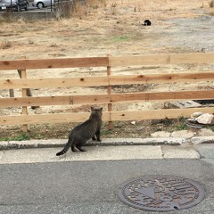 migratory locust / 月刊 Hermitage / at Bakuonji in Japan / Sep.2007