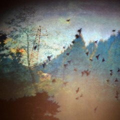 point of birds (WIP)