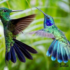 Hummingbirds