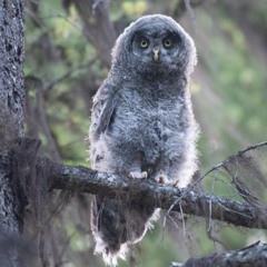 Great Gray Owl Begging Call