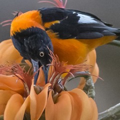 Corrupião(Icterus jamacaii)