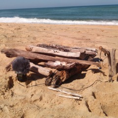 IN C(ea) disquiet0342