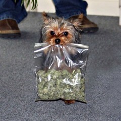 thieves den feat rich