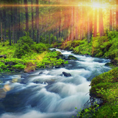 Forest River Peaceful Sounds for Relaxation, Sleep or Studying (75 Minutes)