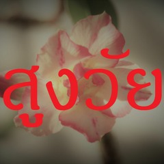 เพลง สูงวัย