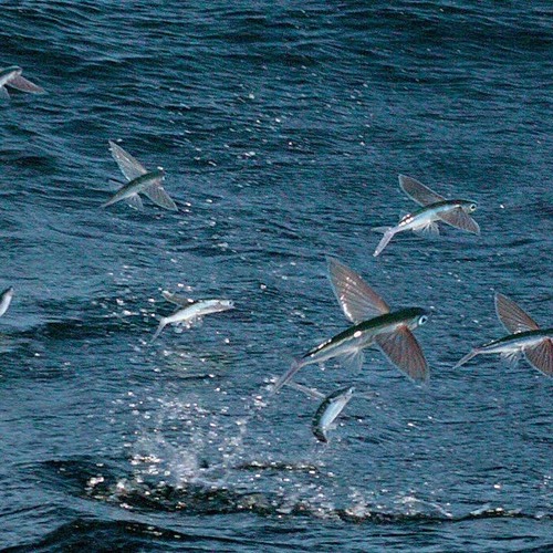Tobiuo