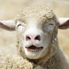 Nekz & Spok - Crazy Sheep  (CLIP) (Free at  500 Follows)