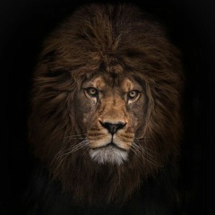 Crown (Work in Progress)