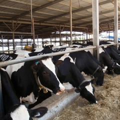 HK 19062018 - Live From The Cowshed