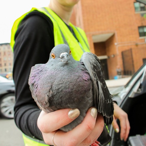 Pigeon catching deals