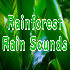 Rainforest Rain Sounds for Relaxation (75 Minutes)