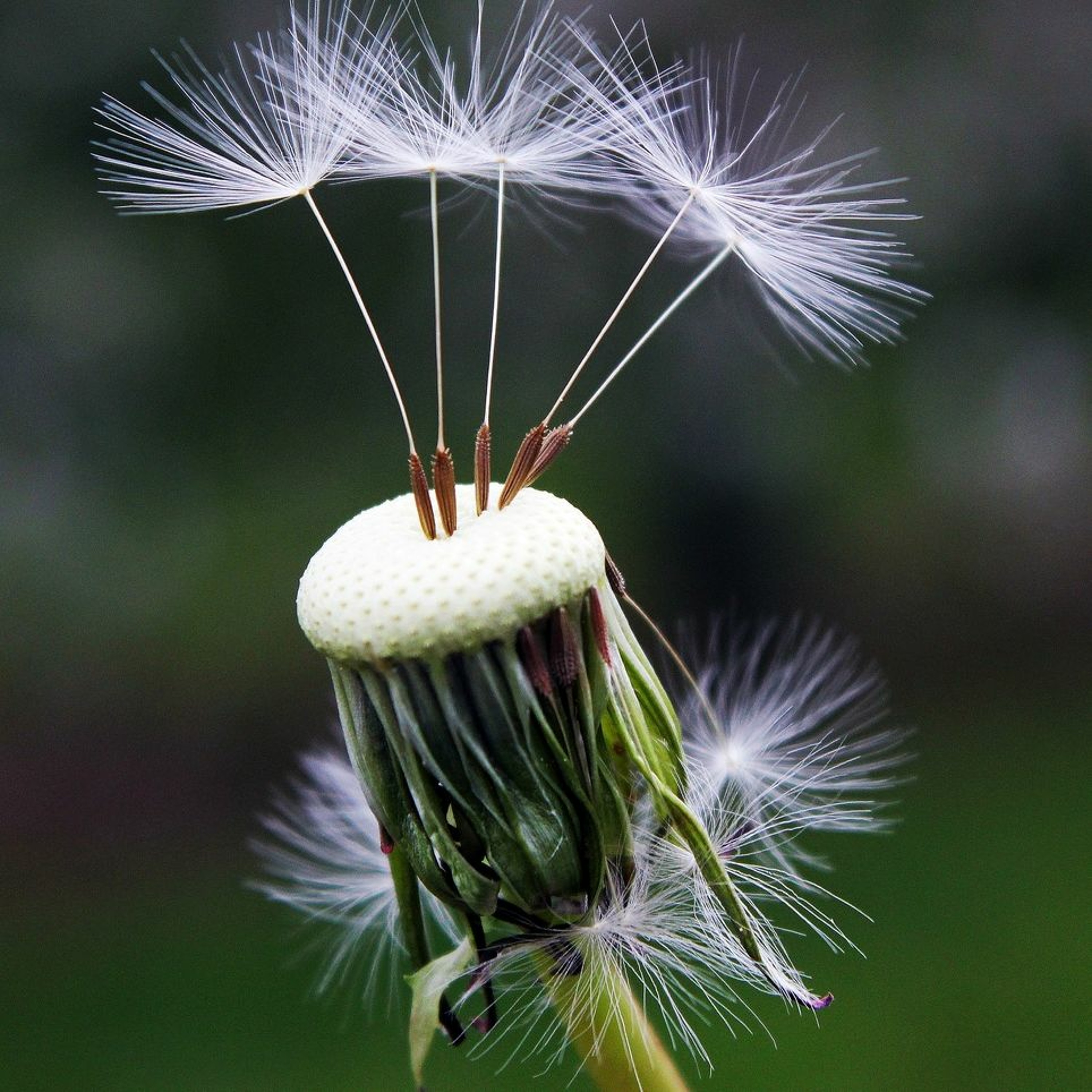 Natural Meditation podcast