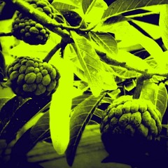 Custard Apple (Chirimoya)