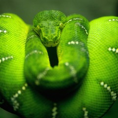 MONSTER