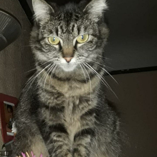 Ali_a Fornite bass boosted