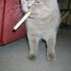 Fel¡neFlow™ (Lord of Melon x CGG)