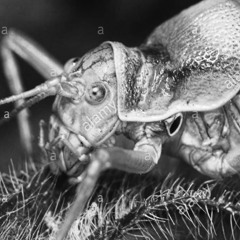 Crystal Cricket DREAM-SCAN