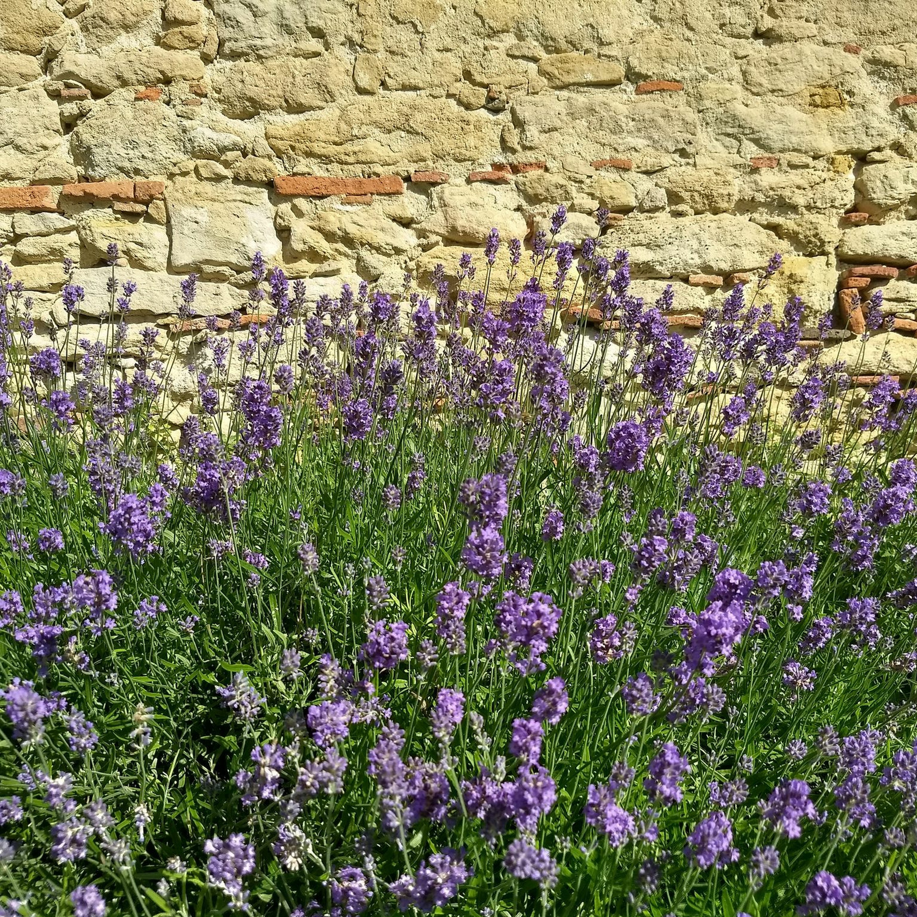 French Rural Ambience 3 20180610
